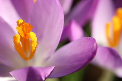 Close-up of purple crocus flower