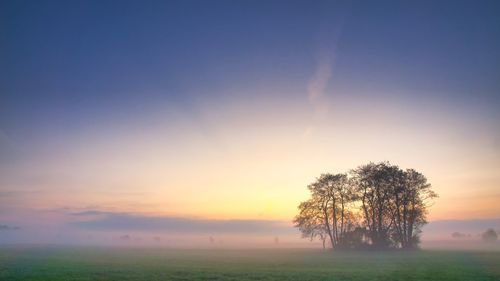 Tree on field against sky during sunset
