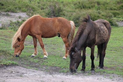 Horses in a field