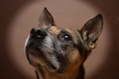 Close-up portrait of a dog