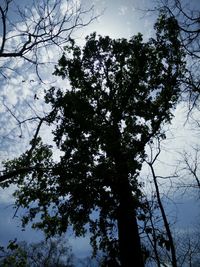 Low angle view of bare trees against sky