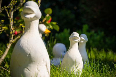 White duck in a field