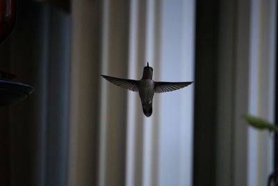 Close-up of bird flying