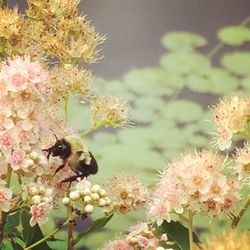 Close-up of bee pollinating on white flower