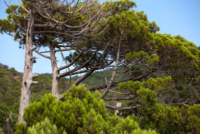 Low angle view of trees in forest against sky