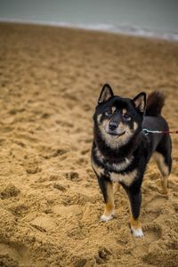 Dog on beach