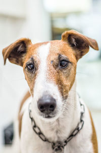 Close-up portrait of dog