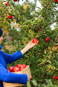 Midsection of man holding red fruit on tree