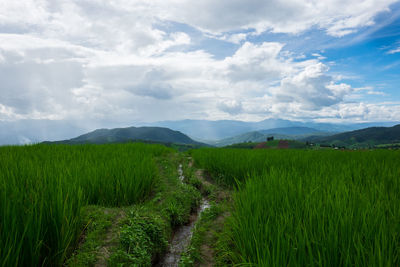 Scenic view of agricultural field against sky