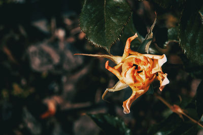 Close-up of orange rose flower