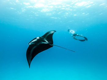 Low angle view of swimming in sea