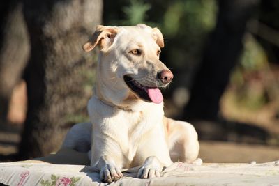 Portrait of dog