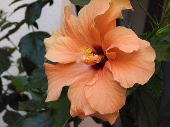 Close-up of hibiscus blooming outdoors