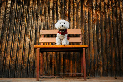 Portrait of a white dog. portrait of a fluffy maltese mix on a bench on a wooden background.