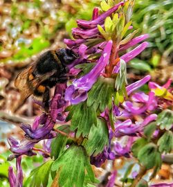 Close-up of bee on purple flower