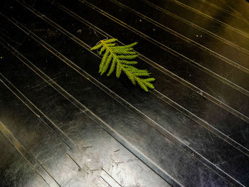 High angle view of wet leaves on floor