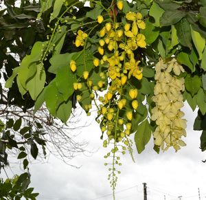 Low angle view of leaves on tree