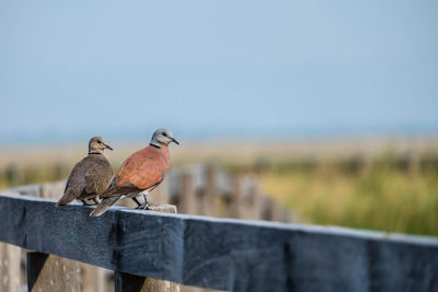 Birds perching on fence against sky