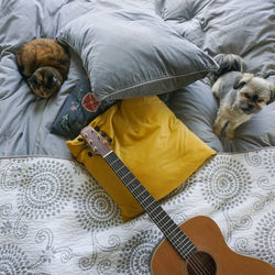 Cat,  dog and gitar on bed