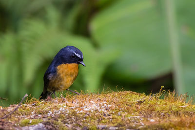 Close-up of bird perching on a field