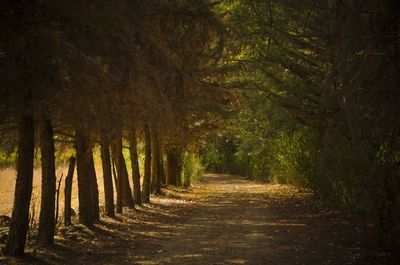 Narrow pathway along trees