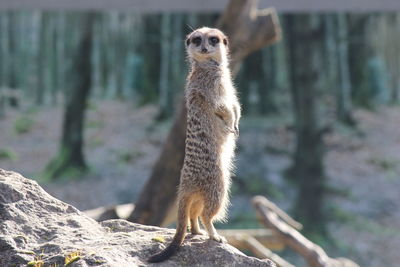 Meerkat rearing up on rock