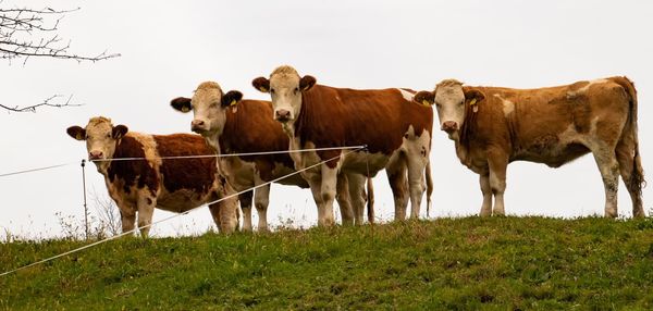 Cows on field against sky