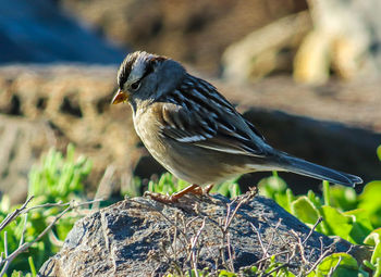 Close-up of bird perching on leaf