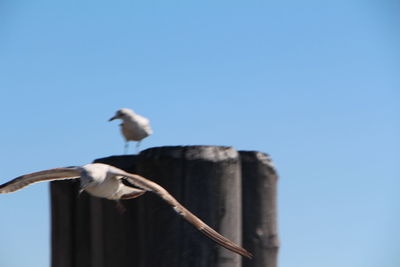 Low angle view of birds against clear blue sky