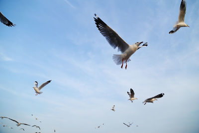 Low angle view of seagulls flying