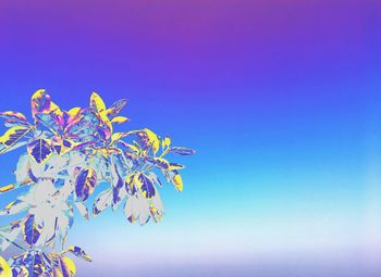 Low angle view of flower tree against clear blue sky