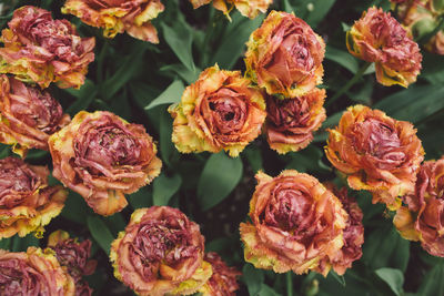 Close-up of wilted flowers on plant