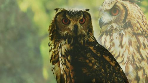 Double exposure of owl