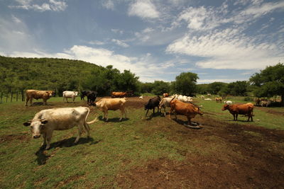 Cows on field against sky