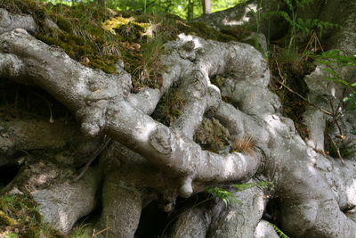 Close-up of moss growing on rocks