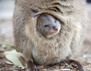 Close-up of kangaroo in mother's pouch