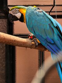 View of a bird in cage