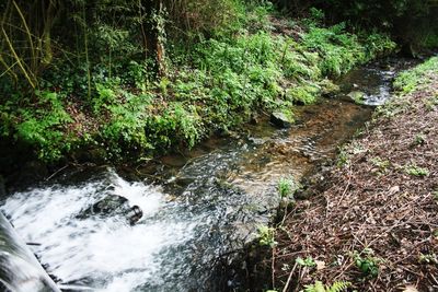 Stream flowing through rocks in forest