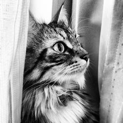 Close-up of cat looking away