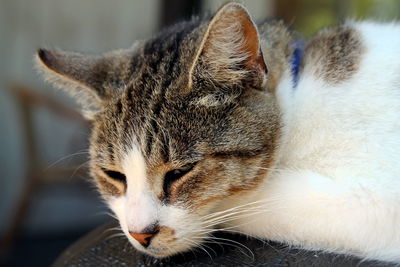 Close-up of sleepy tabby cat