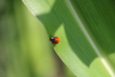 Close-up of ladybug on leaf