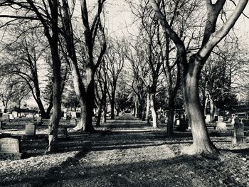 Trees in cemetery against sky