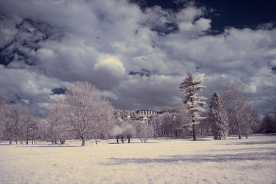 View of trees on field against sky