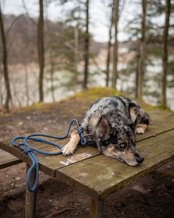 View of dog sitting on bench in forest