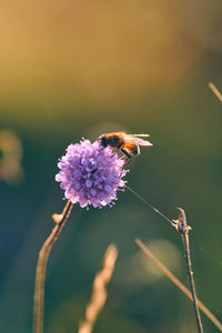 Close-up of bee on flower