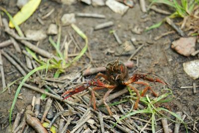 High angle view of crayfish on field