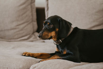 Portrait of dog