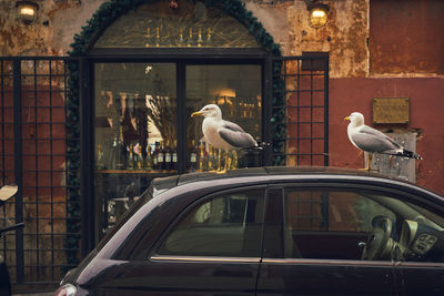 Birds perching on a car