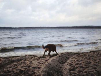 Dog on beach