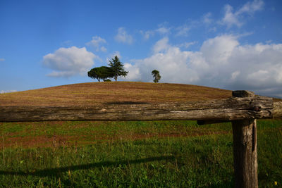 Tree on field against sky